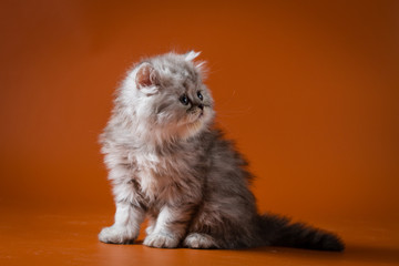 Portrait of blue silver spotted tabby Scottish Straight longhair kitten sitting against a orange background 
