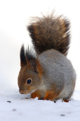 The red squirrel or Eurasian red sguirrel (Sciurus vulgaris) sitting on the snow