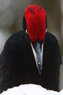 The black woodpecker (Dryocopus martius) portrait on the snow