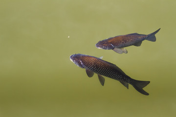 Two crucian carp swim in the lake