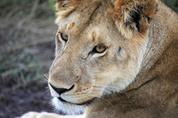Lion - Maasai Mara Reserve - Kenya