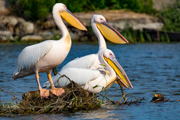 Pelican or Pink Pelican in Danbe Delta Romania
