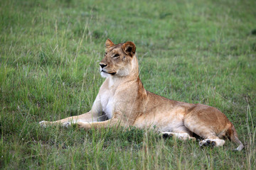 Fototapeta premium Lion - Maasai Mara Reserve - Kenya
