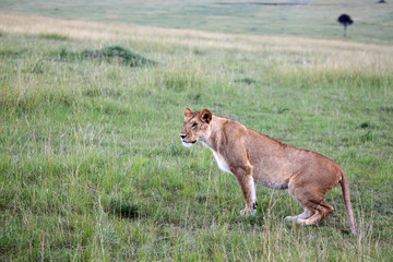 Fototapeta na wymiar Lion - Maasai Mara Reserve - Kenya