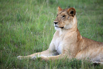 Lion - Maasai Mara Reserve - Kenya