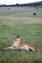 Lion - Maasai Mara Reserve - Kenya