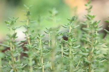 Thymian