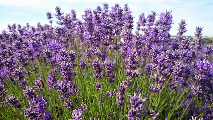 Beautiful color of lavender 