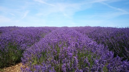 Levender field in Cotswold/England 