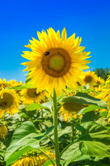 Sunflowers at a sunny summer day
