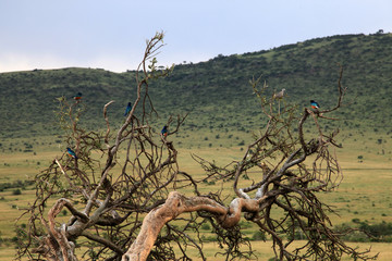 The Great Rift Valley - Maasai Mara - Kenya