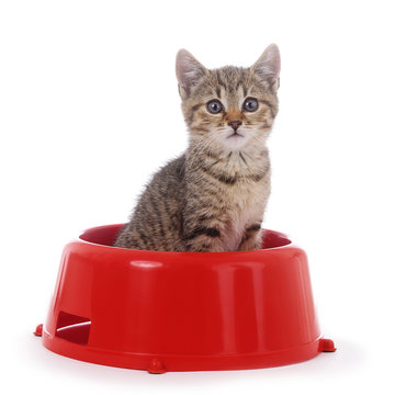 chaton tigr&eacute; se cachant dans grande gamelle rouge pour chien 