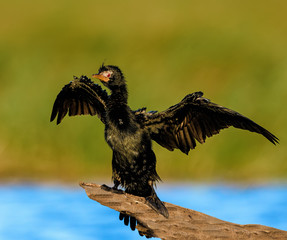 Reed Cormorant (Microcarbo africanus)