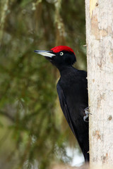 The black woodpecker (Dryocopus martius) sitting on the dry trunk
