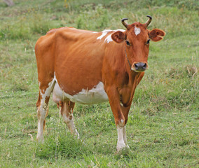 Naklejka na ściany i meble yellow orange cow looking into the camera on the grass