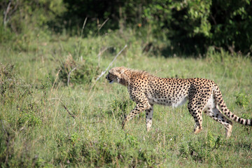 Cheetah - Maasai Mara Reserve - Kenya
