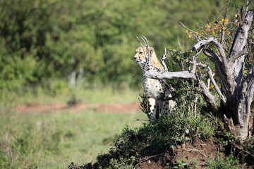 Cheetah - Maasai Mara Reserve - Kenya