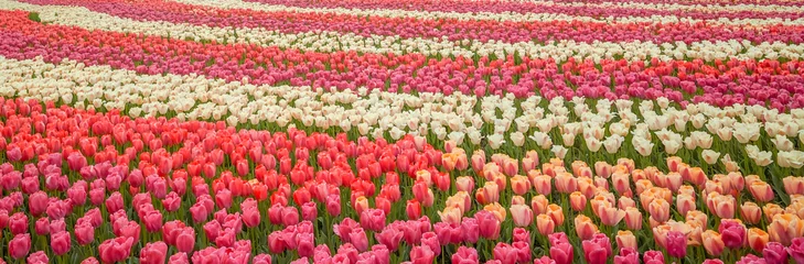 Rolgordijnen zonder boren Tulip. Beautiful field garden of tulips. colorful tulips. tulips in spring,colourful tulip different standing out tulip © Kittipong