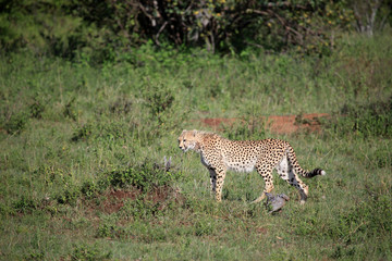 Cheetah - Maasai Mara Reserve - Kenya