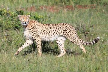 Cheetah - Maasai Mara Reserve - Kenya