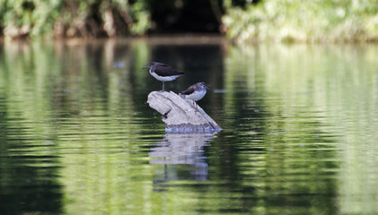 two sandpipers standing on a long in the river 
