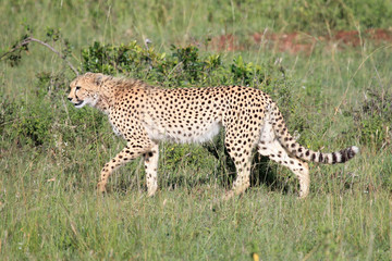 Cheetah - Maasai Mara Reserve - Kenya