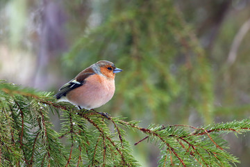 The common chaffinch (Fringilla coelebs) sitting on the green branch