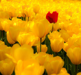 Tulip. Beautiful field garden of tulips. colorful tulips. tulips in spring,colourful tulip different standing out tulip