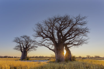 Fototapeta na wymiar Sunrise at Baines Baobab's campsite no 2