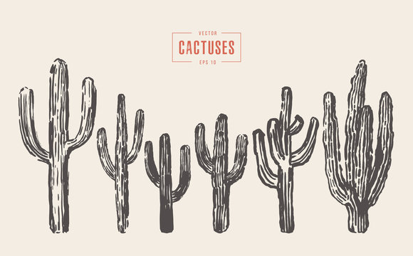 Set of cactuses hand drawn vector illustration ink
