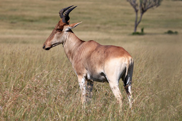 Topi - Kenya