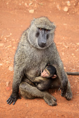 Baboon - Kenya