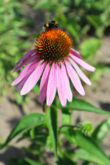 Echinacea purpurea (Eastern purple coneflower) flower with bumblebee