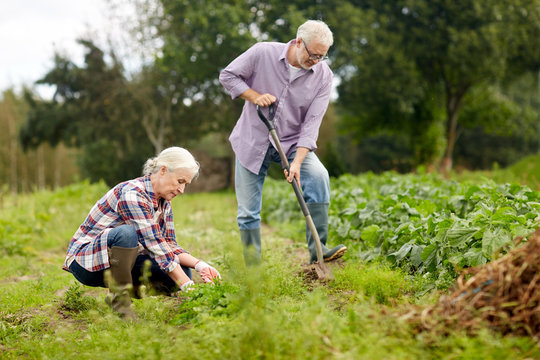 Senior Couple Working In Garden Or At Summer Farm