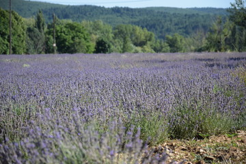 Fototapeta premium Lavande, Sault