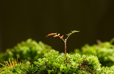 Tiny rowan growing tree