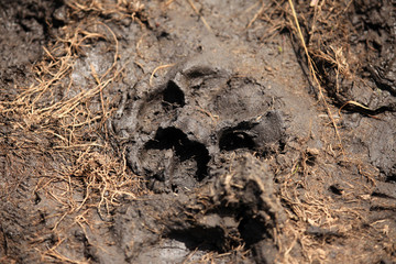 Leopard Print - Maasai Mara Reserve - Kenya