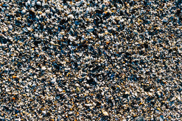 Sea Shells On Beach Sand