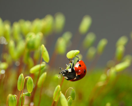 Ladybird cling on moss sporophyte
