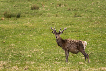 Naklejka na ściany i meble Assynt Peninsula, Scotland - June 7, 2012: Closeup of one wild Red Deer standing in grassy field. Brown hide, with antlers and looking at camera.