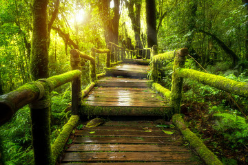 Grünes Moos und Holzbrücke am Angka Nature Trail im Doi Inthanon Nationalpark, Thailand