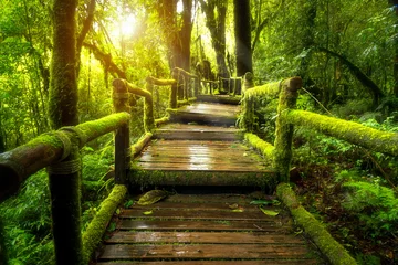Türaufkleber Natur Grünes Moos und Holzbrücke am Angka Nature Trail im Doi Inthanon Nationalpark, Thailand