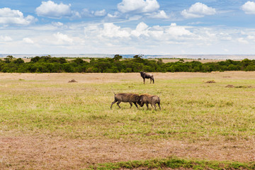 warthogs fighting in savannah at africa