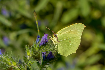 Kleopatrafalter saugt Nektar an einer Blüte