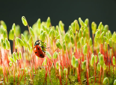 Ladybird climbing on moss stalks