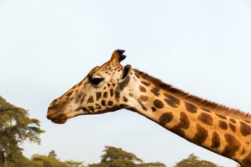 giraffe in africa