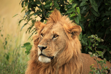 Naklejka na ściany i meble Male Lion - Kenya