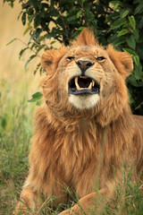 Male Lion - Kenya