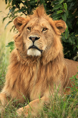 Male Lion - Kenya