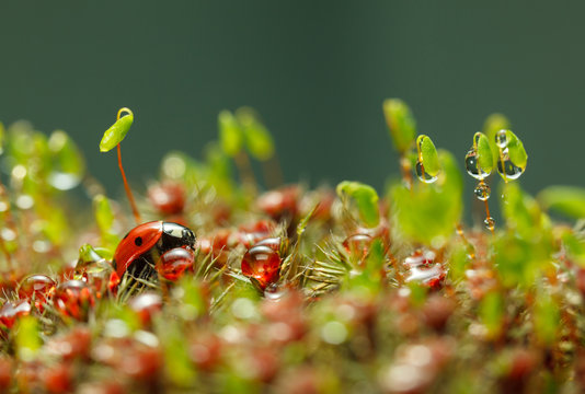 Ladybird and rain drops on moss